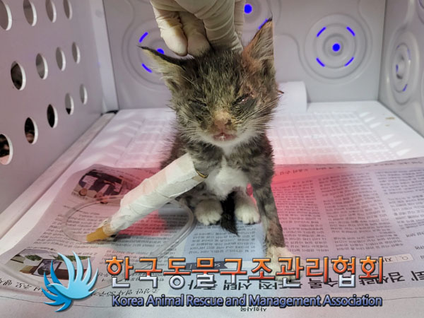 보호중 한국 고양이…