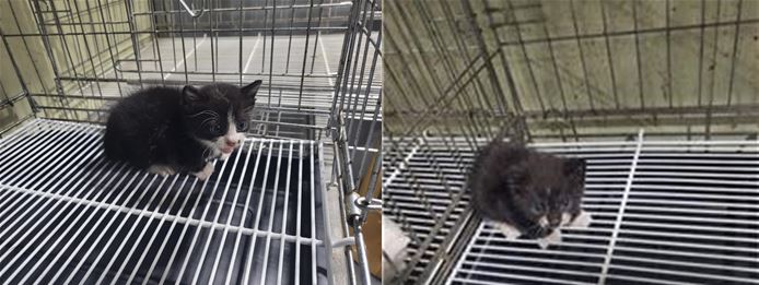 보호중 한국 고양이…