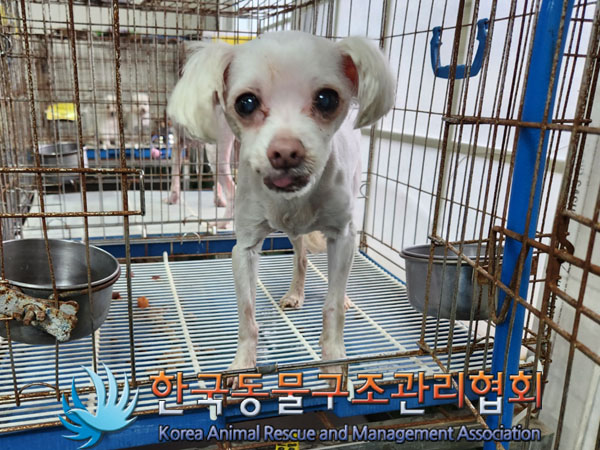 한국동물구조관리협회_411300202300413