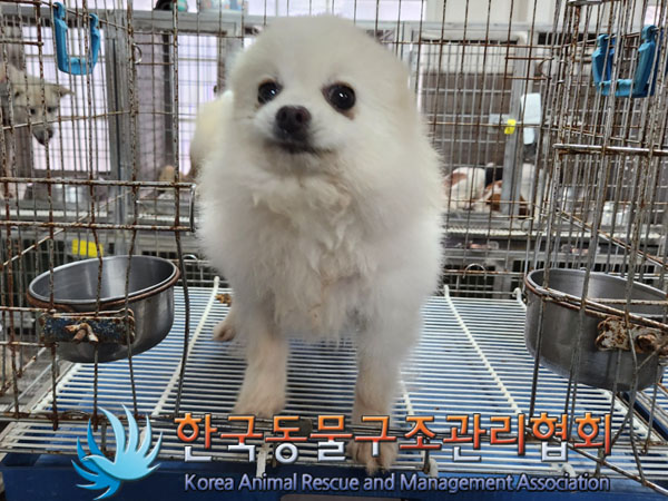 종료(입양) 포메라…
