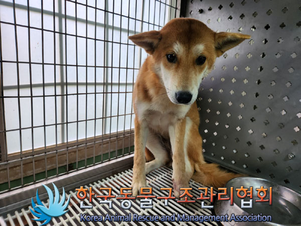 한국동물구조관리협회_441560202301400
