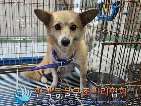 한국동물구조관리협회_441392202300223