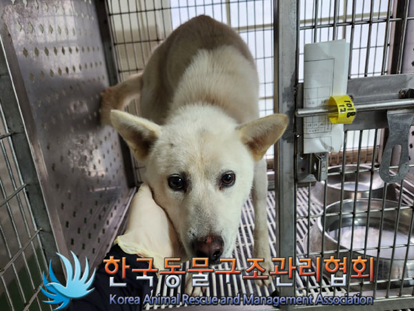 한국동물구조관리협회_441409202301675