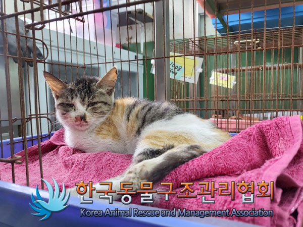 한국동물구조관리협회_441414202300799