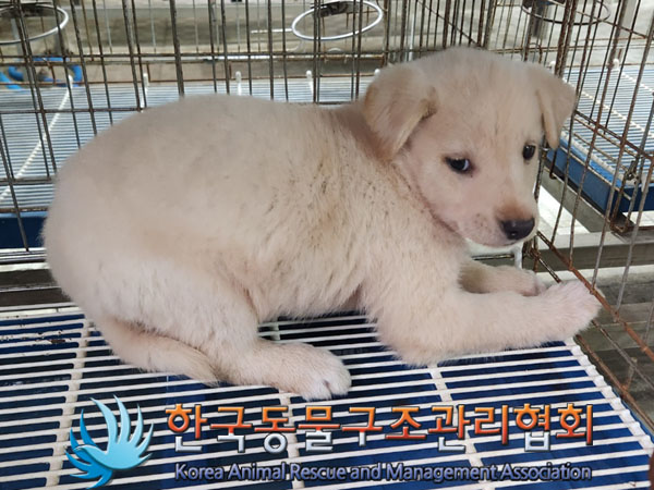 한국동물구조관리협회_411307202300425