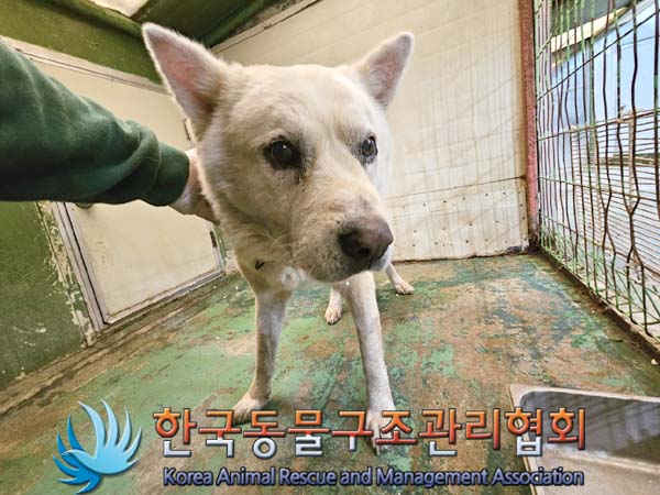 한국동물구조관리협회_441409202301683