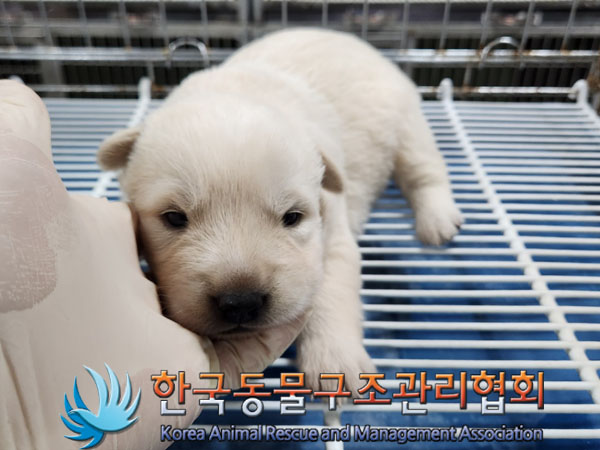 한국동물구조관리협회_441409202301678