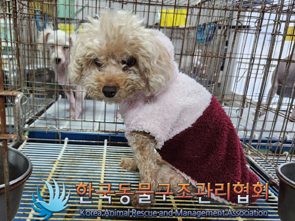 종료(반환) 푸들의…