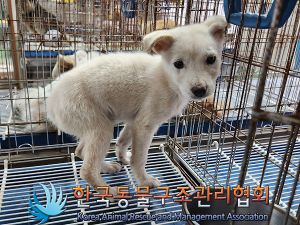 한국동물구조관리협회_441559202301000