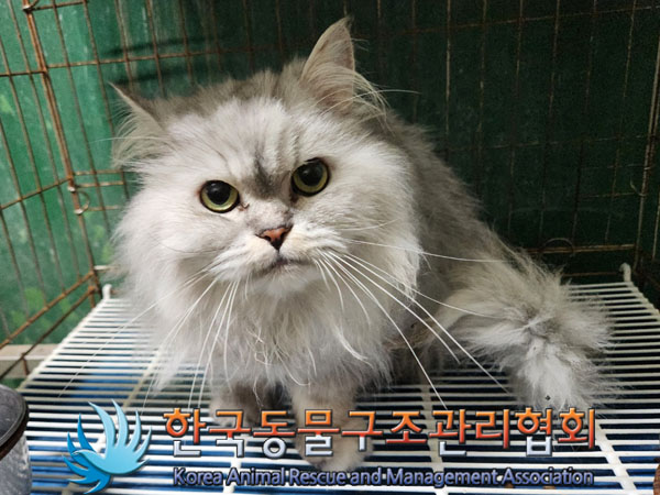 한국동물구조관리협회_441382202300753