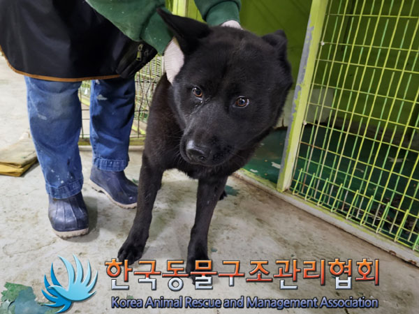 종료(안락사) 믹스…