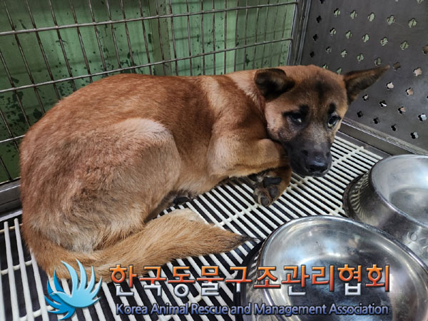 한국동물구조관리협회_441382202300751