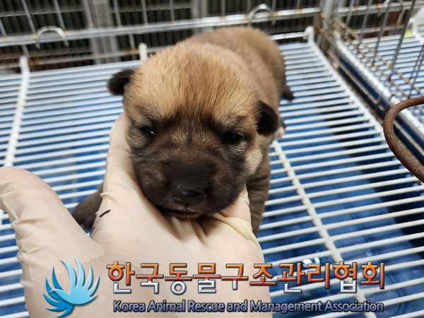 종료(안락사) 믹스…