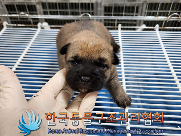 한국동물구조관리협회_441409202301679