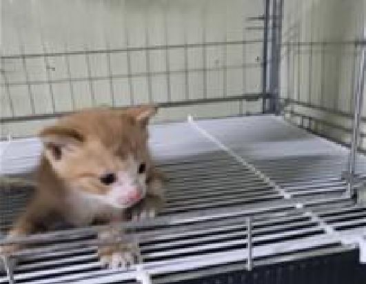 종료(자연사) 한국…