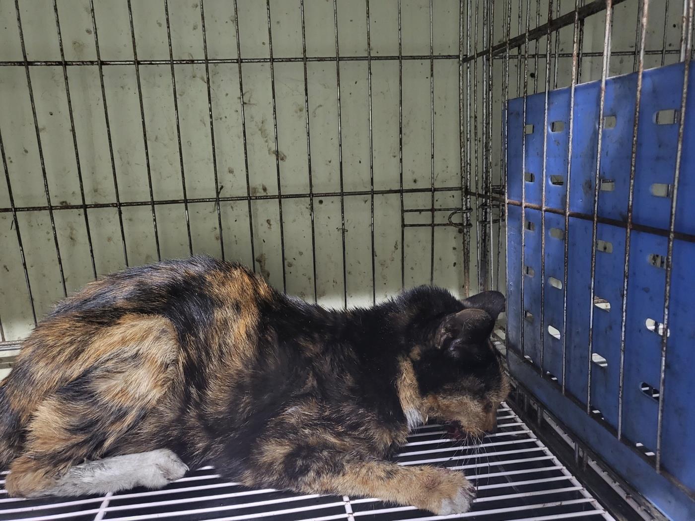 보호중 한국 고양이…