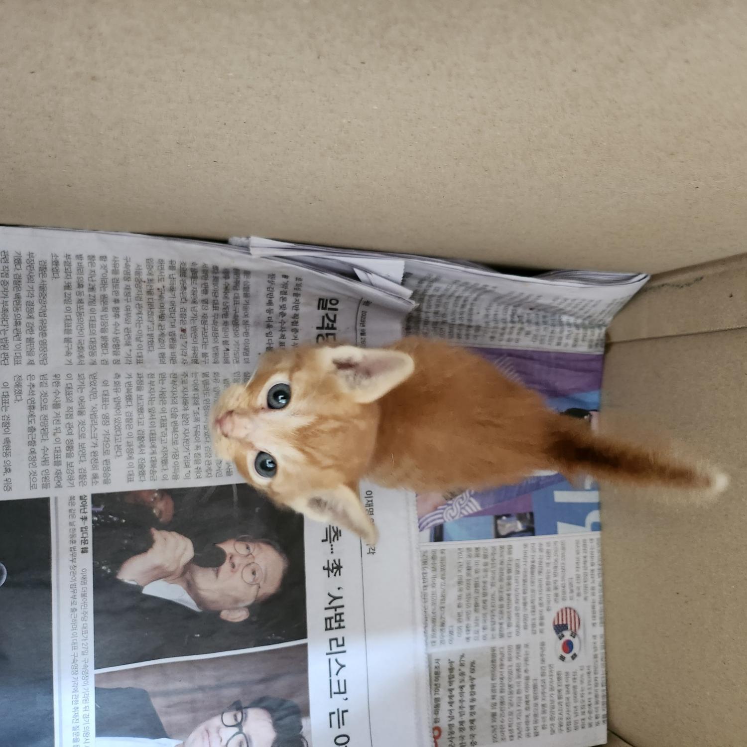 보호중 한국 고양이…