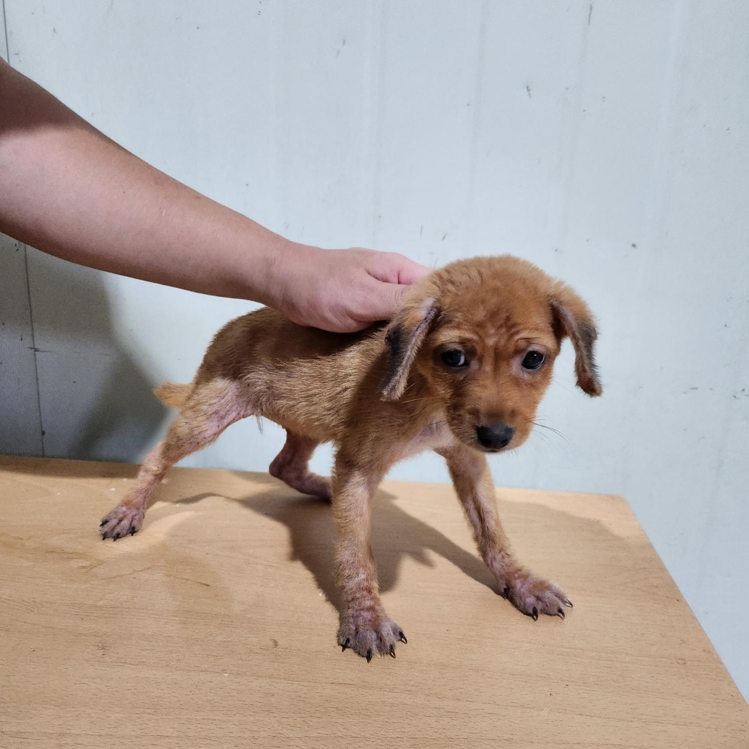 부산동물보호센터_426326202300597