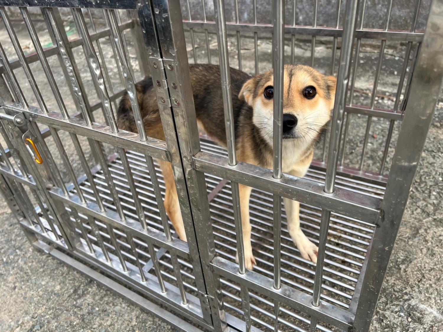 부산동물보호센터_426326202300594