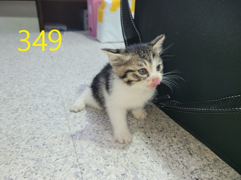 보호중 한국 고양이…