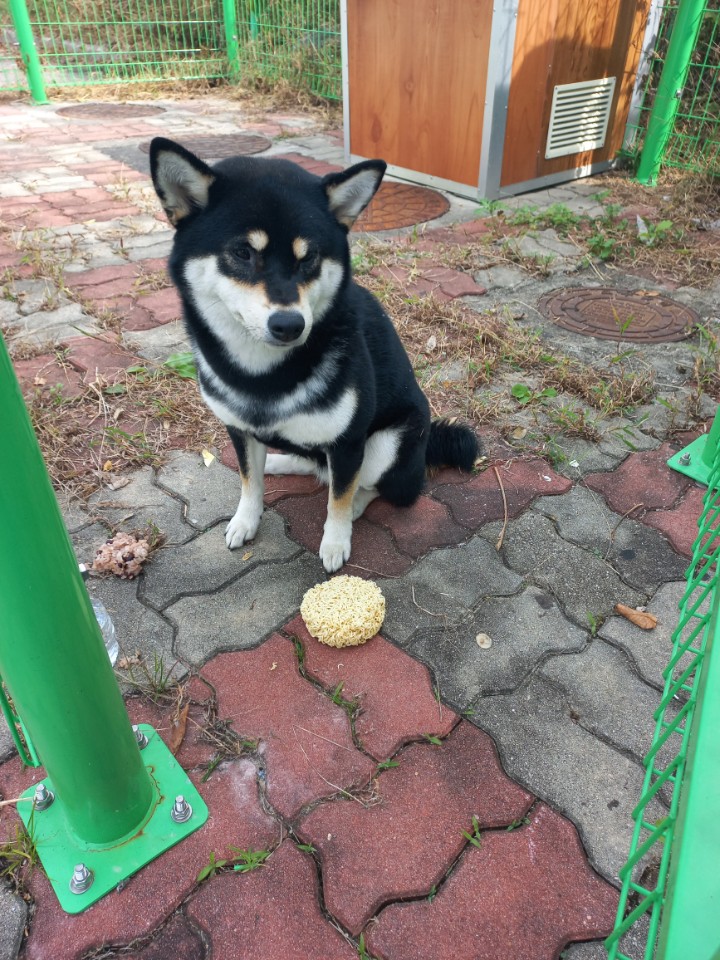 완주군유기동물보호소_445472202300417