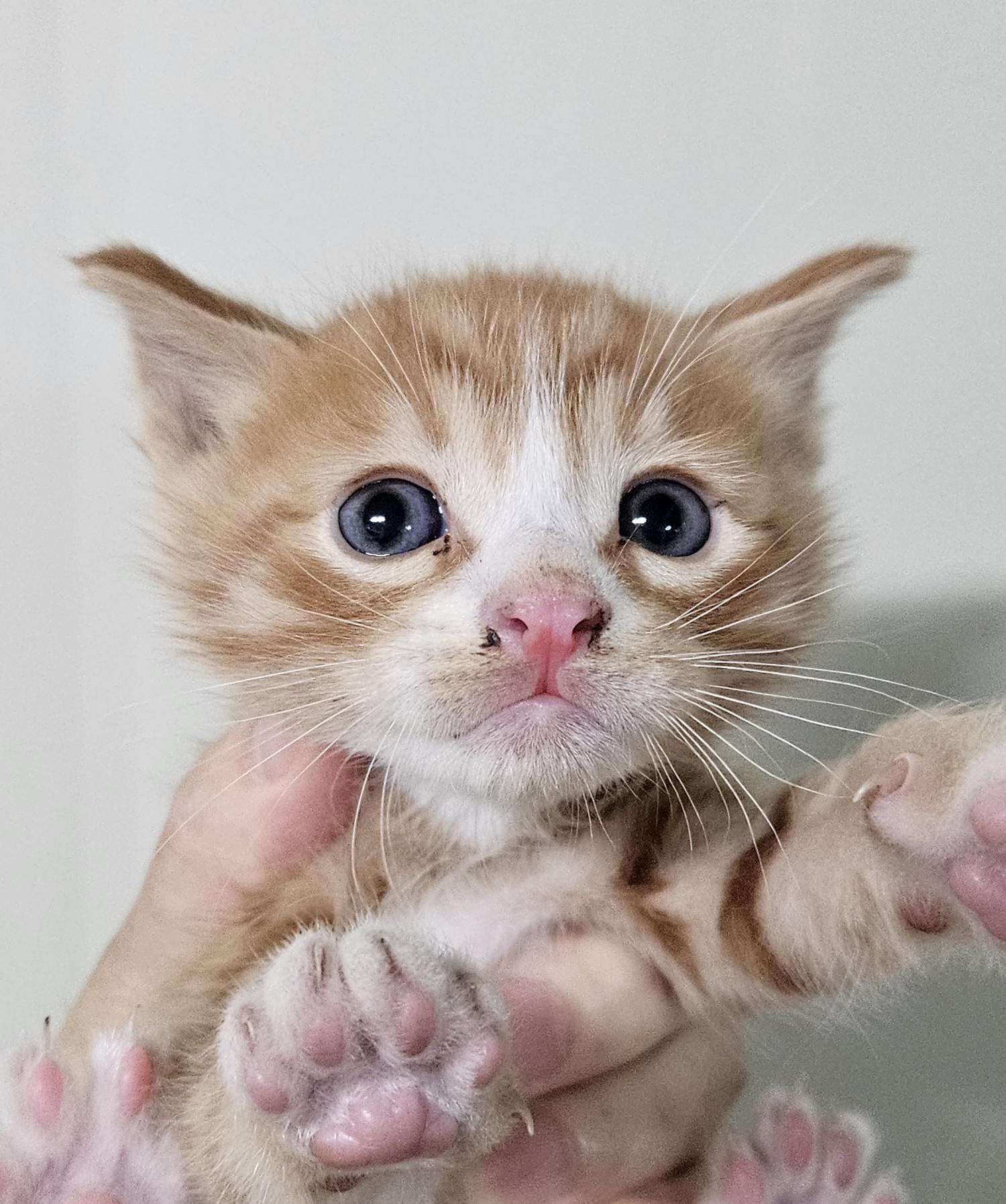 대구유기동물보호협회_427347202300953