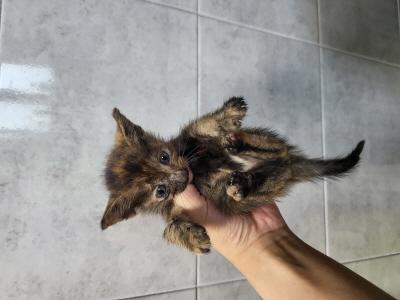 누리동물병원_426330202300406