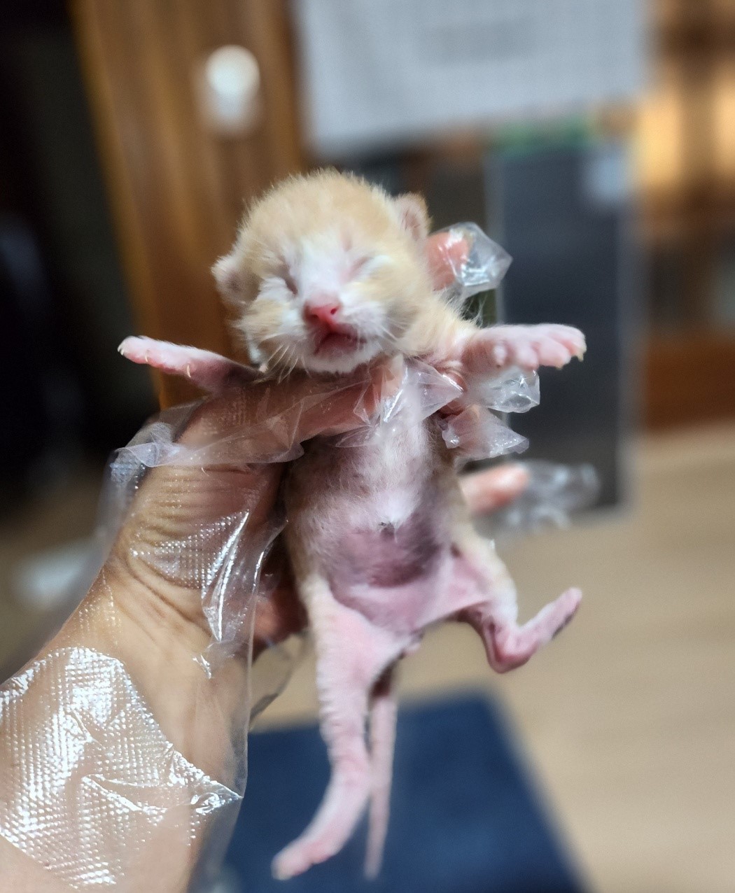 울산유기동물보호센터_431372202300597