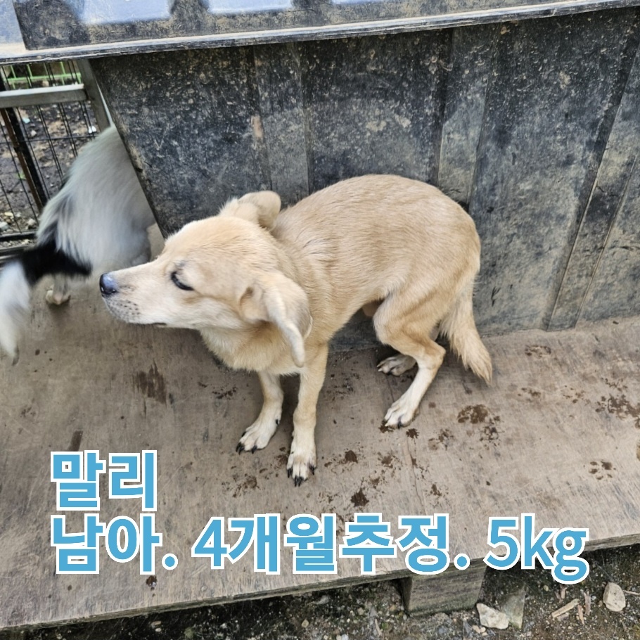 장성군동물보호센터_446498202300399