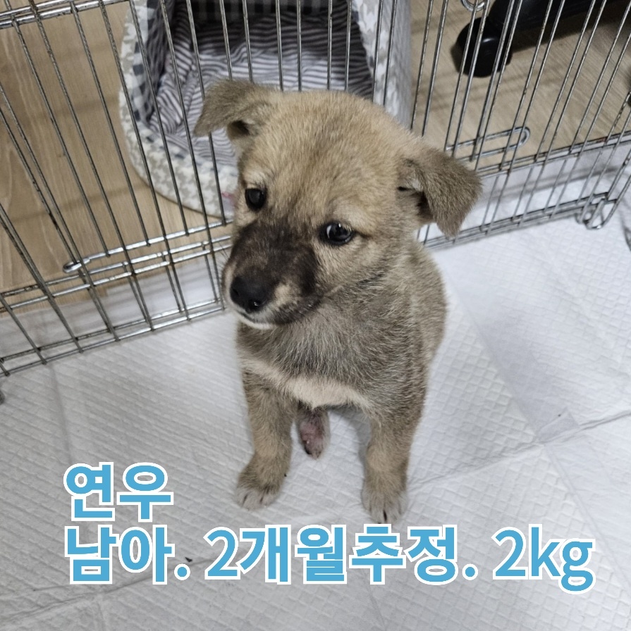 보호중 믹스견의 가…