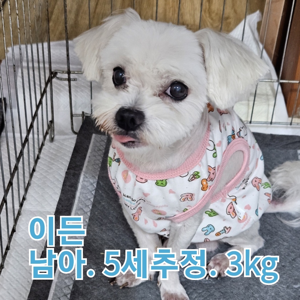 보호중 말티즈의 가…