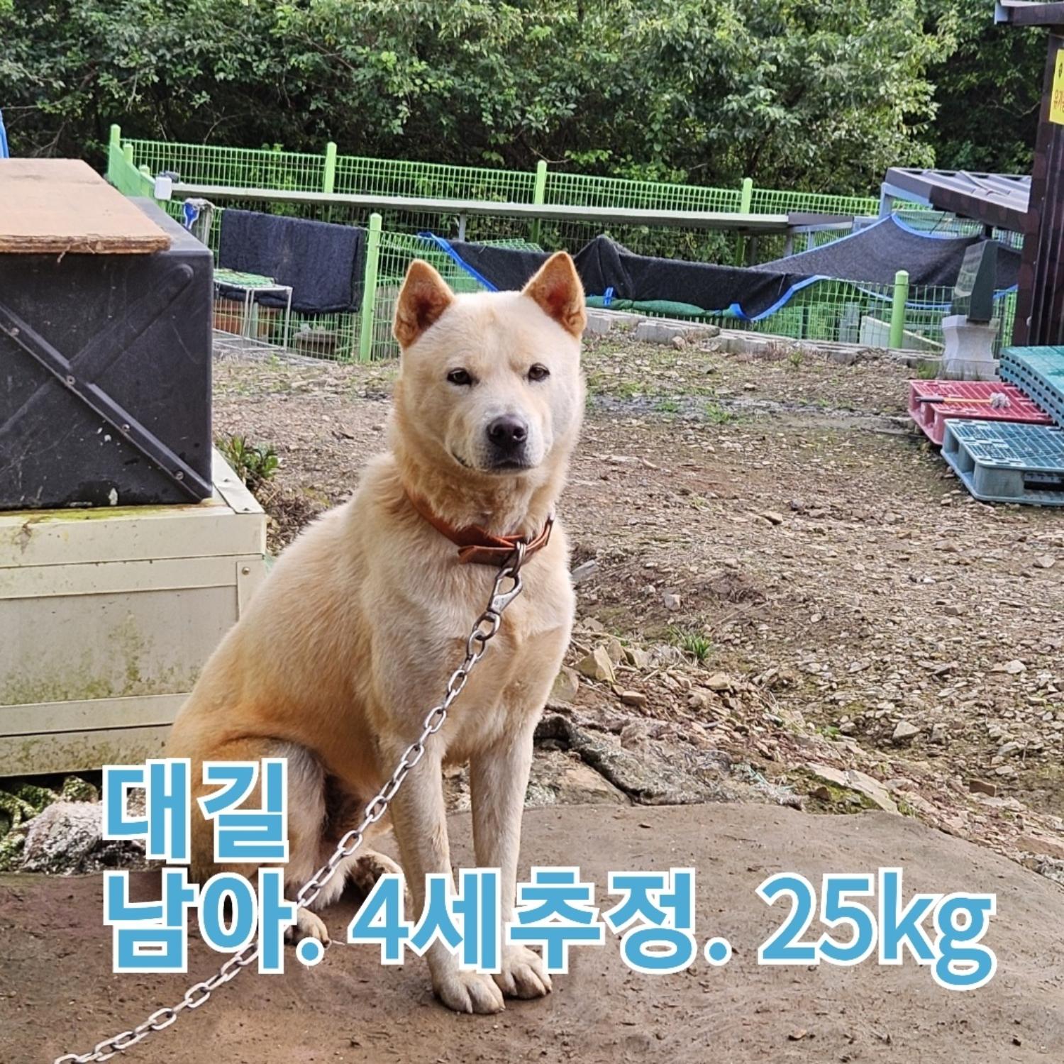 보호중 믹스견의 가…