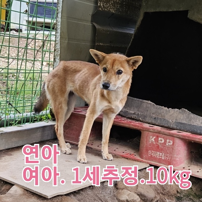 보호중 믹스견의 가…