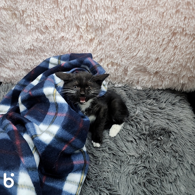 보호중 한국 고양이…