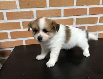 대전동물보호센터_430367202300641