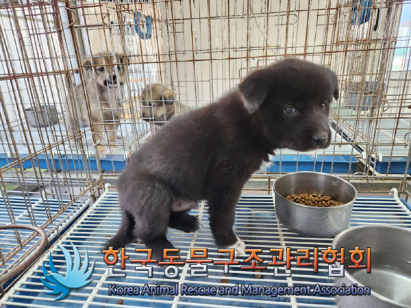 한국동물구조관리협회_441414202300806