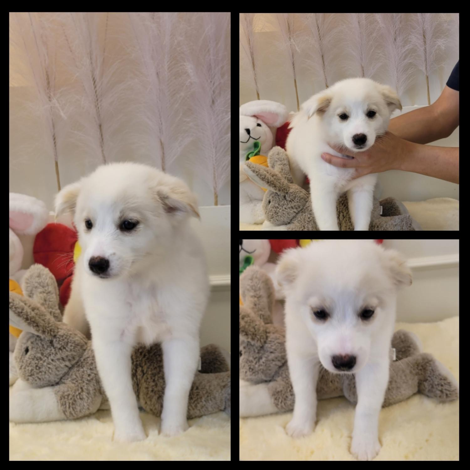 경주동물사랑보호센터_447505202301024