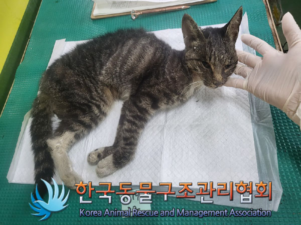 한국동물구조관리협회_441559202301002