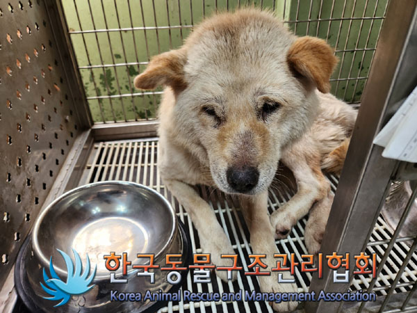 종료(반환) 믹스견…