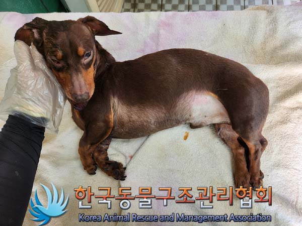 한국동물구조관리협회_411306202300705
