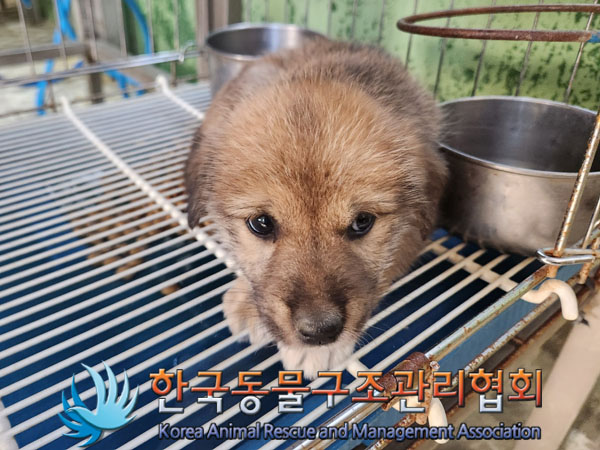 종료(안락사) 믹스…