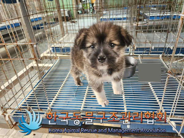 한국동물구조관리협회_441414202300811