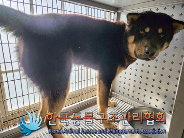 한국동물구조관리협회_441409202301686