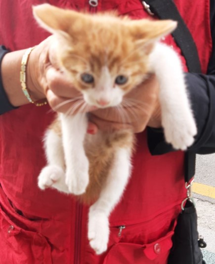 보호중 한국 고양이…