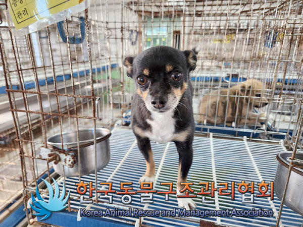한국동물구조관리협회_441406202301573