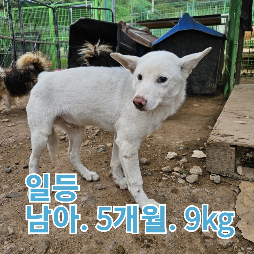 장성군동물보호센터_446498202300404