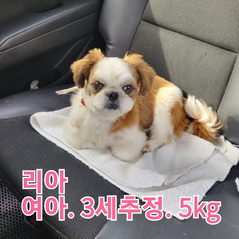 보호중 시츄의 가족…