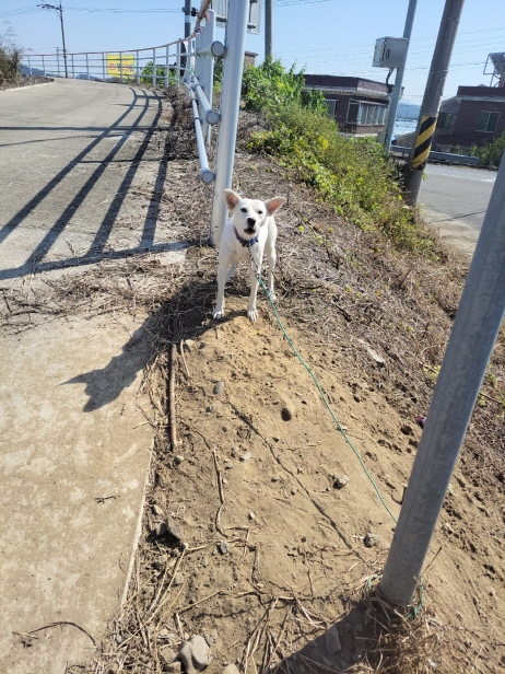 함안군유기동물보호소_448540202300323