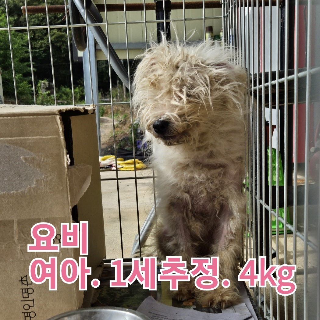 보호중 믹스견의 가…