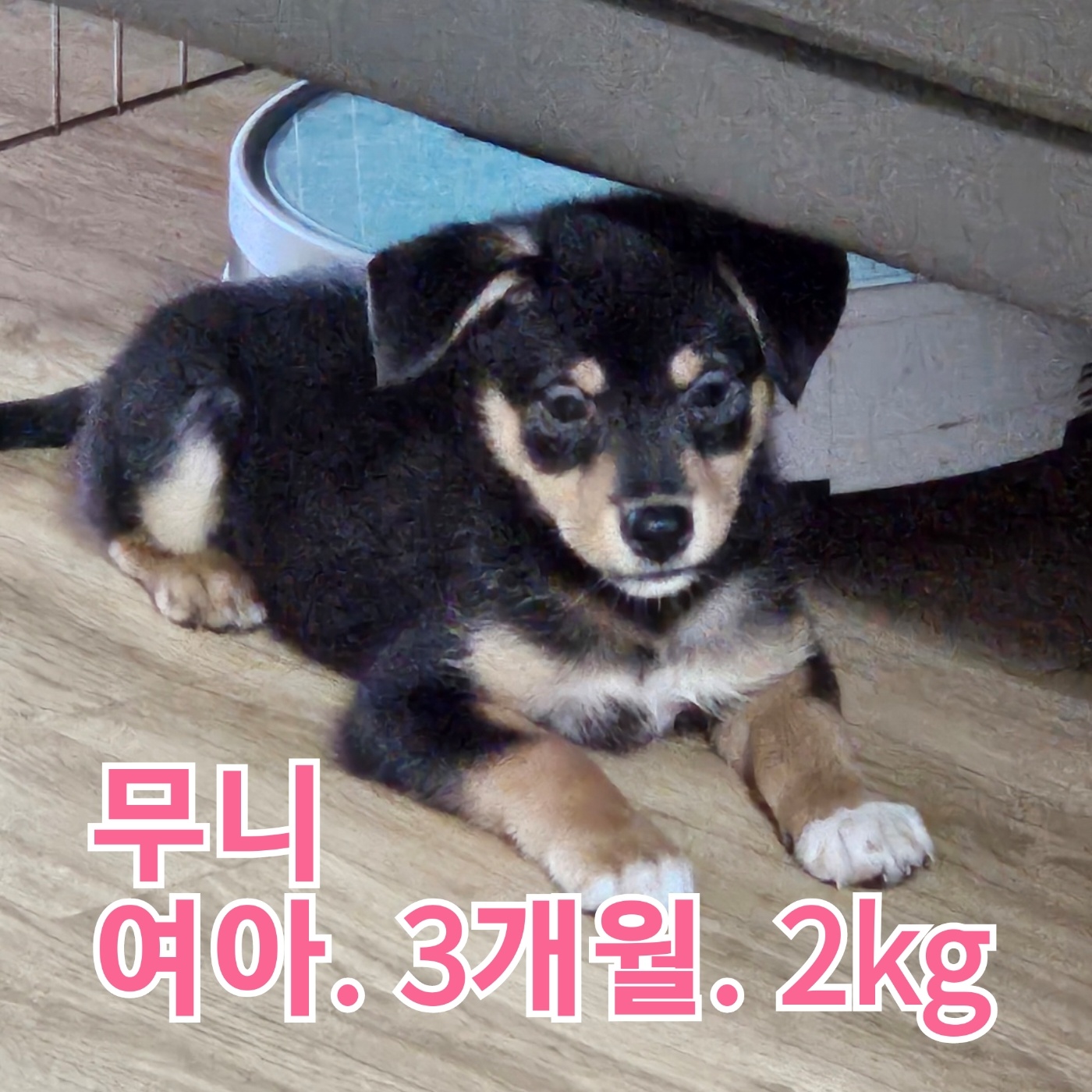 장성군동물보호센터_446498202300409